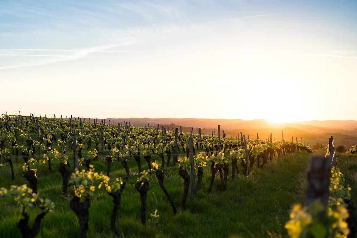 6 Gourmet Experiences in Burgundy